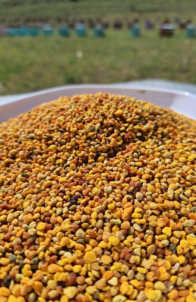 Yayla Arı Çiçek Poleni
