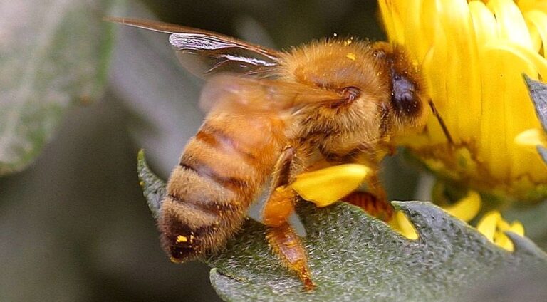 çiçeğin üstünde ayaklarında sarı polen olan bal arısı
